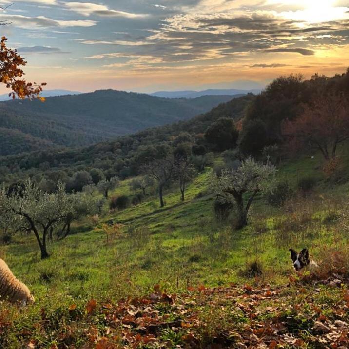 Nocini Di Maremma Villa Tatti ภายนอก รูปภาพ
