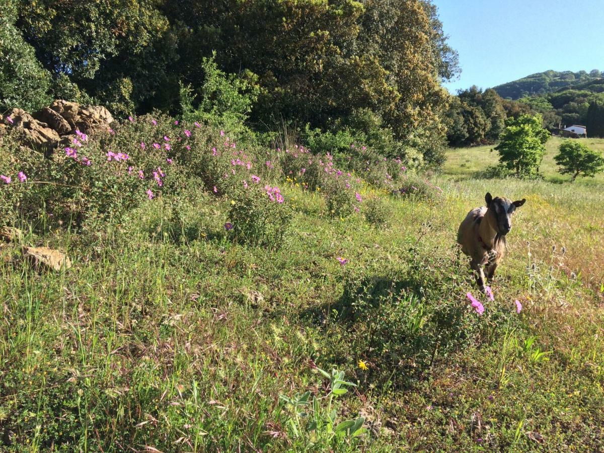 Nocini Di Maremma Villa Tatti ภายนอก รูปภาพ